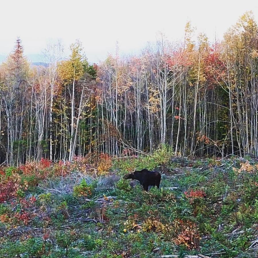 Kineo View Lodge Грінвіль Екстер'єр фото